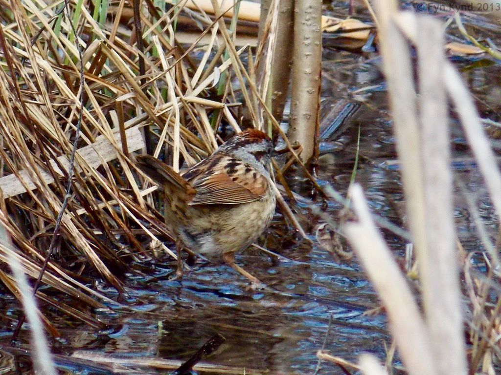Swamp Sparrow by Fyn Kynd is licensed under CC BY 2.0